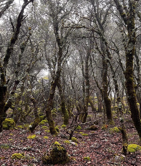 Regalos sostenibles originales