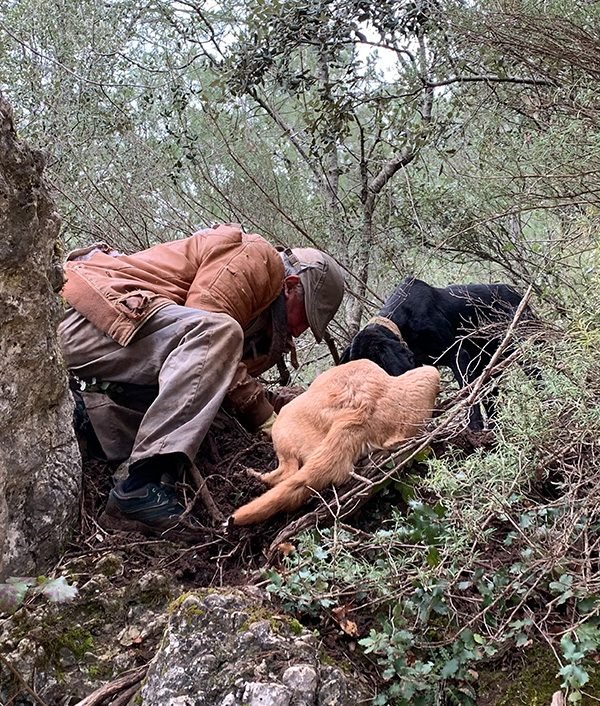 Truficultor buscando trufa negra con perros truferos en la Sierra del Segura, Riópar, Albacete