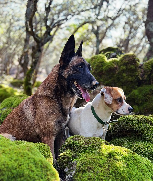 Perros truferos en el encinar de la Sierra del Segura — búsqueda de trufa negra